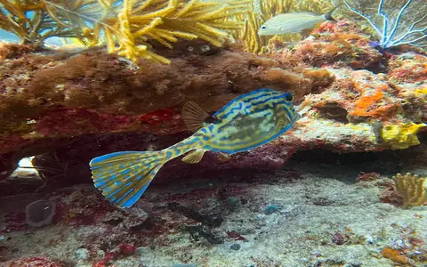 arrecife puerto morelos