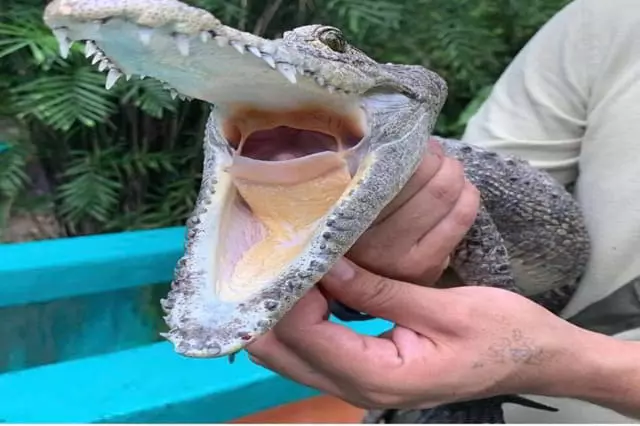 Croco Cun Zoo