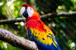 especies endemicas en quintana roo guacamaya roja