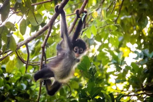 Mono araña en la selva maya