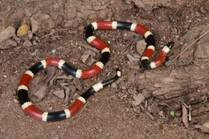 serpientes venenosas en quintana roo