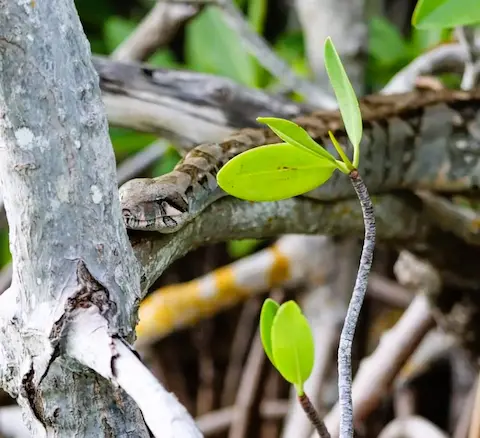 serpientes en la riviera maya