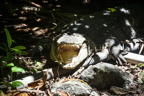 cocodrilos en croco cun zoo