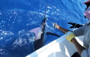 pesca deportiva marlín