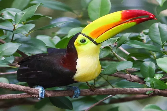 Especie endemica en quintana roo
