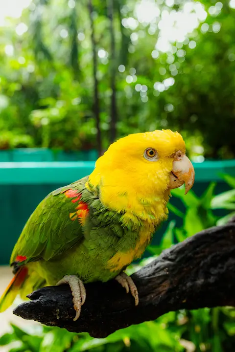 fauna en croco cun zoo