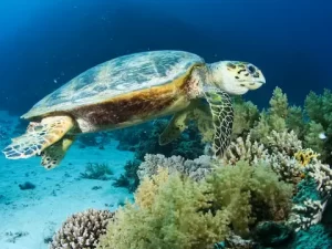 Tortugas marinas