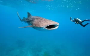 tiburon ballena