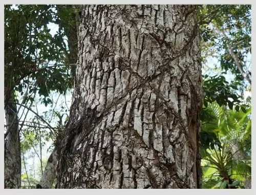 Árbol de chicle con sus cortaduras en zig zag