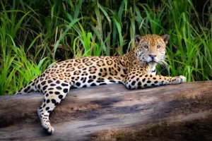 Jaguar, simbolo maya descansando en un tronco de la selva