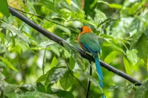 5 animales sagrados de la selva