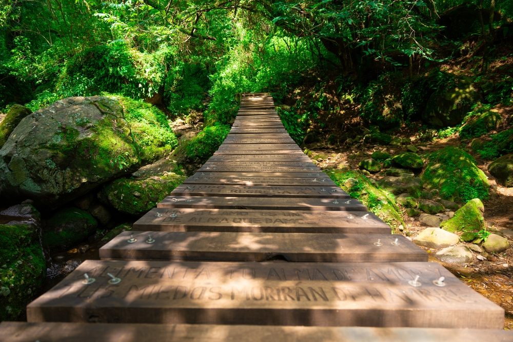 puente dentro de la selva, lugar paradisiaco del caribe