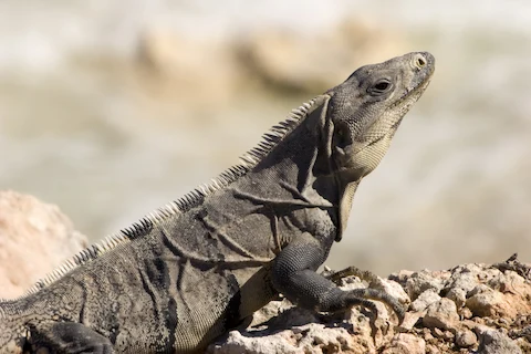Iguana, especie endemica de cancun quintana roo