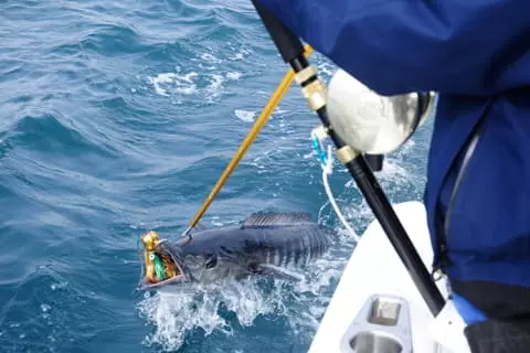 Pesca deportiva