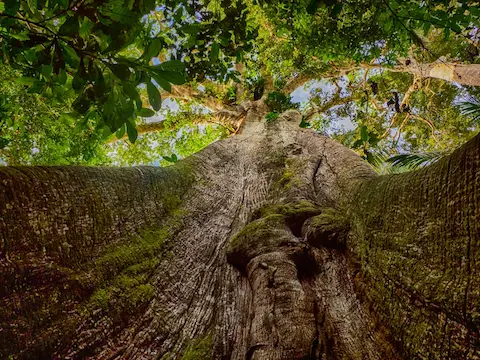 simbolo maya