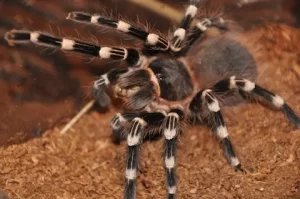 10 animales en maya