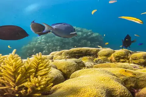 peces de colores