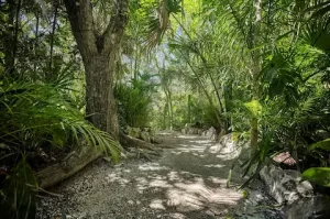 selva maya
