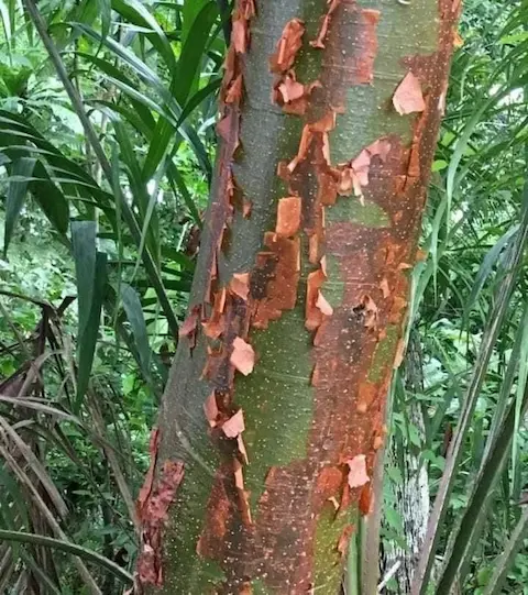 árbol chchen