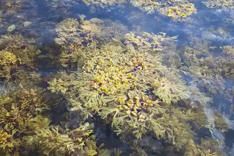 ecosistema marino