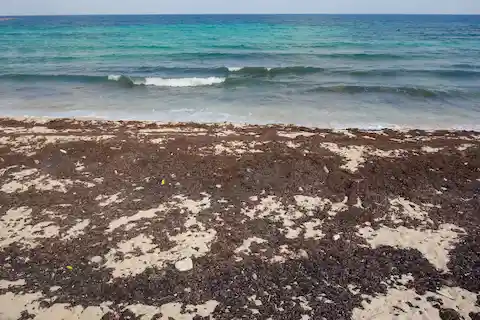 el sargazo en el Caribe mexicano