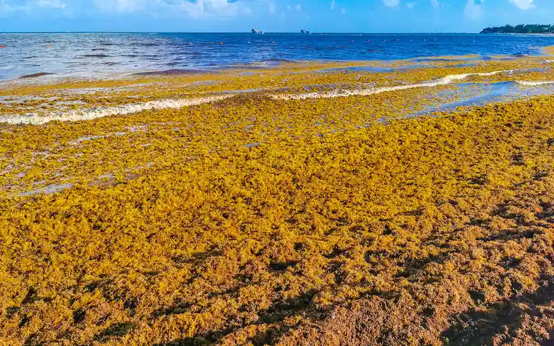 El sargazo en el Caribe mexicano