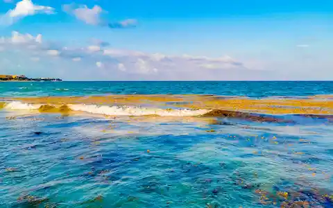 el sargazo en el caribe mexicano