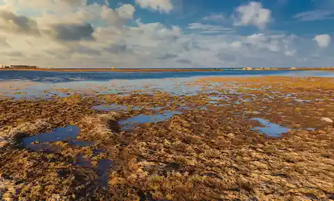mar de los sargazos