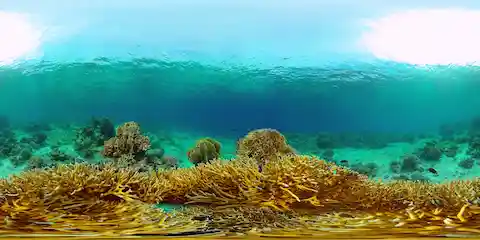 El sargazo en el Caribe mexicano